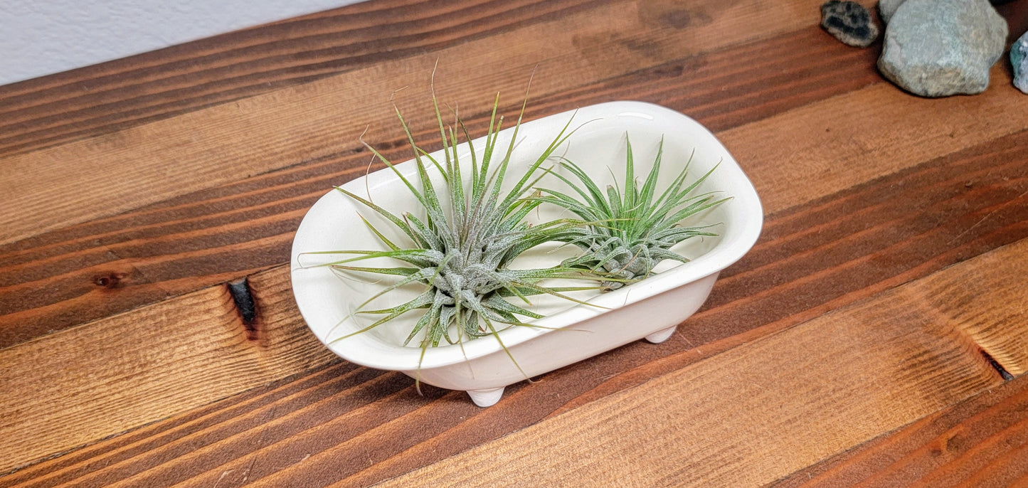 Small Bathtub Planter