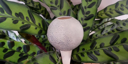 Moon Plant Watering Spike