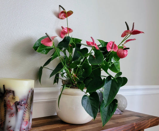 Large Round Self Watering / African Violet Pot