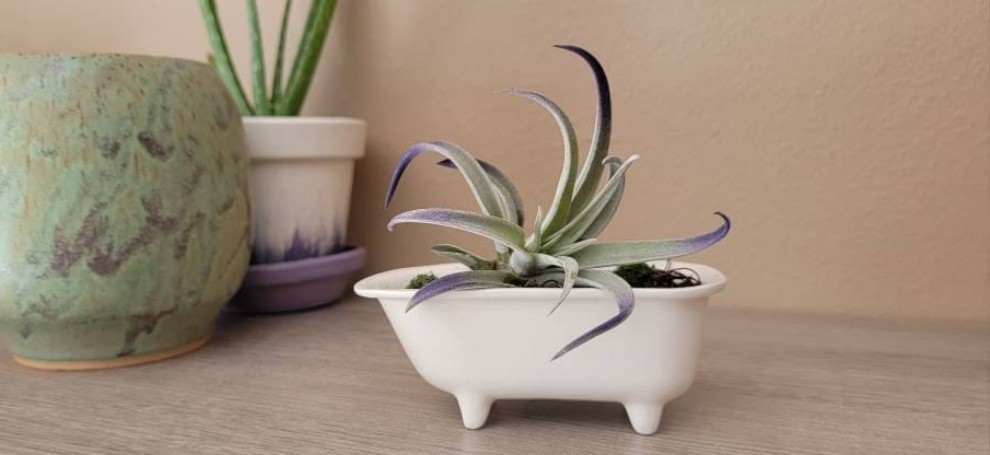 Small Bathtub Planter