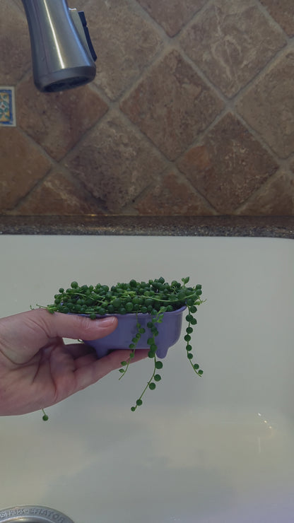 Small Bathtub Planter