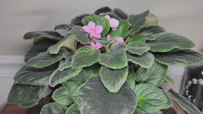 Large Natural Stone Self Watering / African Violet Pot